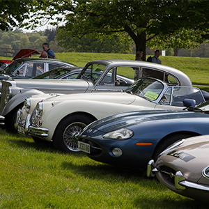 Big cats to prowl into Beaulieu for Simply Jaguar