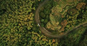 Forest road