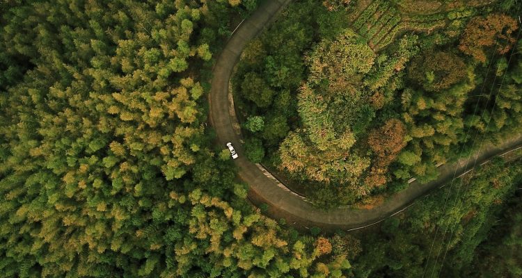 Forest road