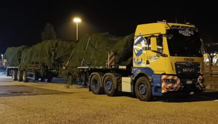 A MAN brings the Christmas tree for the Pope