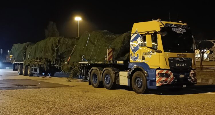 A MAN brings the Christmas tree for the Pope