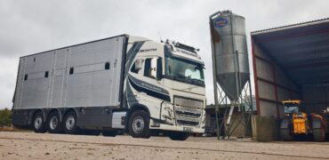 S & T Buckley Livestock is reaping the rewards of its new Volvo FH 540 8x2 rigid livestock transporter