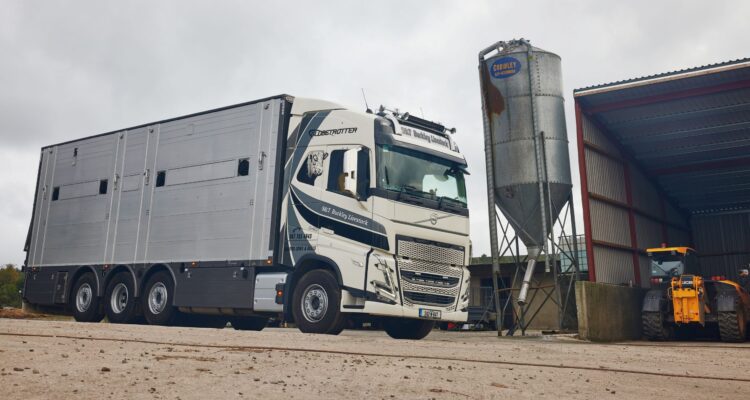 S & T Buckley Livestock is reaping the rewards of its new Volvo FH 540 8x2 rigid livestock transporter